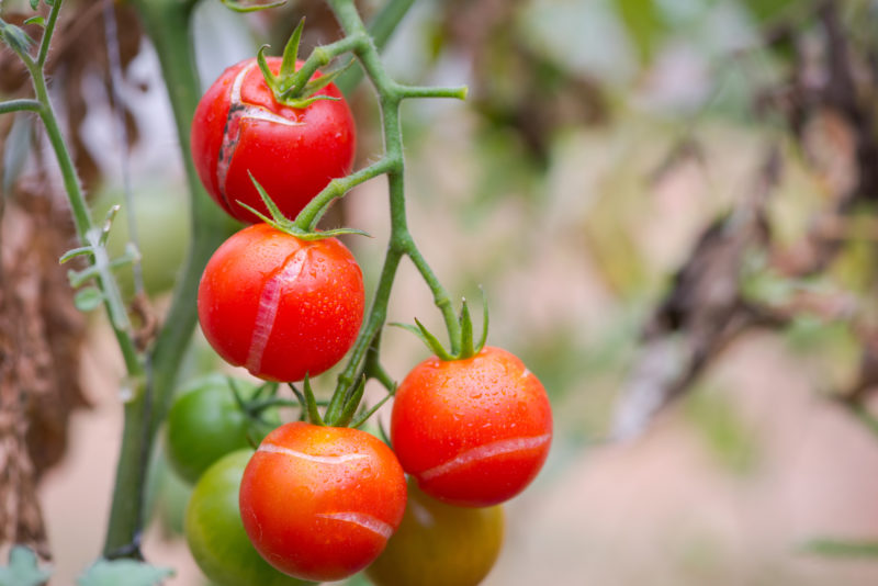 Shutterstock 552743554